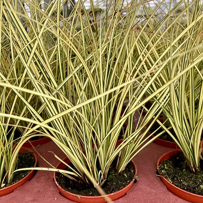 Carex_Brunnea_Jenneke_2