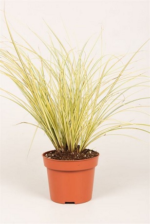 Carex_Brunnea_Jenneke_3
