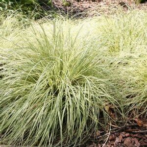 Carex Hachijoensis Evergold