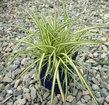 Carex_Hachijoensis_Evergold_1