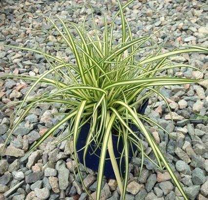 Carex_Hachijoensis_Evergold_1