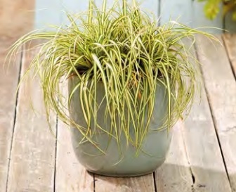 Carex_Hachijoensis_Evergold_2