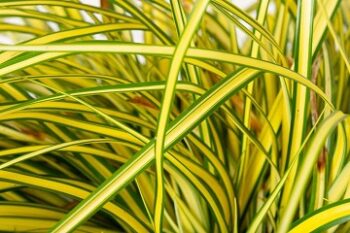 Carex_Hachijoensis_Evergold_3