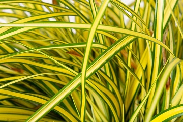 Carex_Hachijoensis_Evergold_3