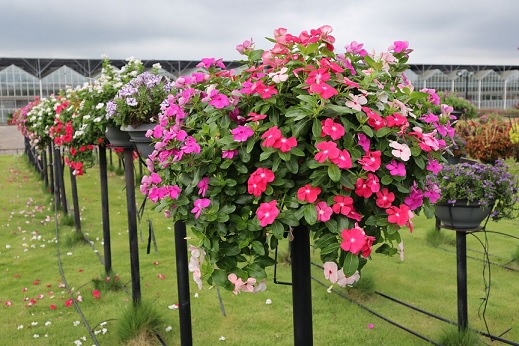 Catharanthus_roseus_cora_mix_2
