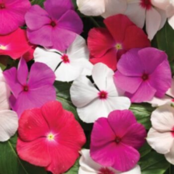 Catharanthus_roseus_cora_mix_3