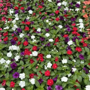 Catharanthus roseus tatoo mix