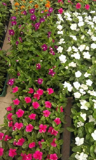 Catharanthus_roseus_tatoo_mix_1