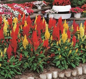 Celosia argenta calimba