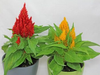 Celosia_argenta_calimba_1