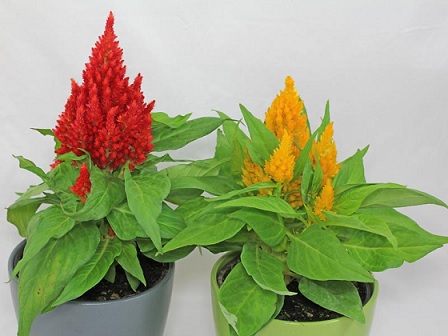 Celosia_argenta_calimba_1