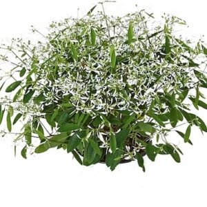 Chamaesyce hypericifolia snow mountain