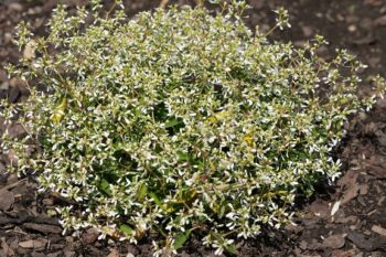 Chamaesyce_hypericifolia_snow_mountain_3