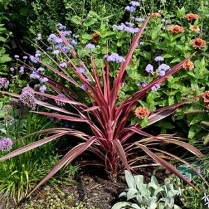 Cordyline Dance Paso Doble