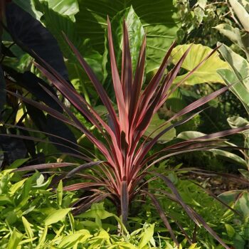 Cordyline_Dance_Paso_Doble_1