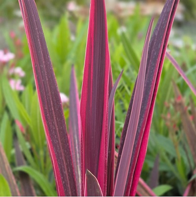Cordyline_Dance_Paso_Doble_3