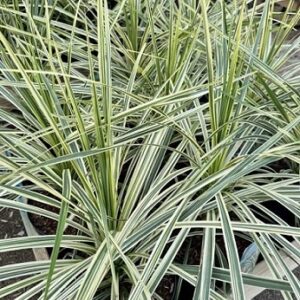 Cordyline Lime passe