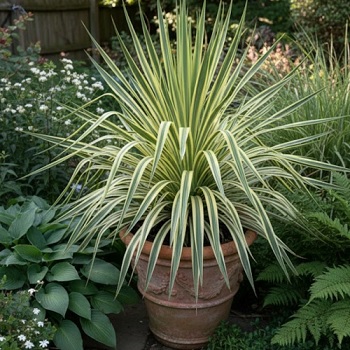 Cordyline_Lime_passe_1