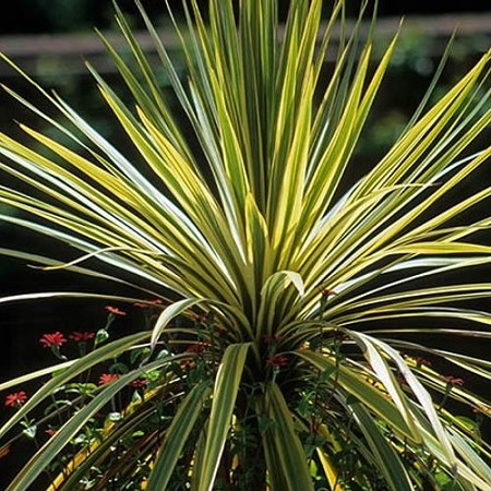 Cordyline_Lime_passe_2