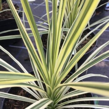 Cordyline_Lime_passe_3