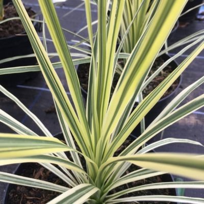 Cordyline_Lime_passe_3