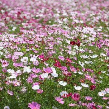 Cosmos_bipinnatus_mix_1