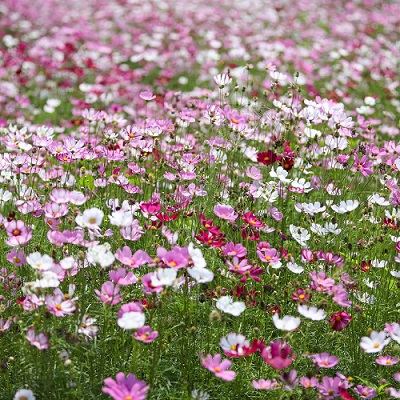 Cosmos_bipinnatus_mix_1