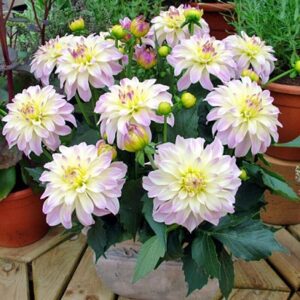Dahlia x hortensis - Lubega® Power White Lilac Frost