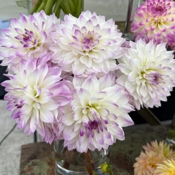 Dahlia_hortensis_Lubega_Power_White_Lilac_Frost_1