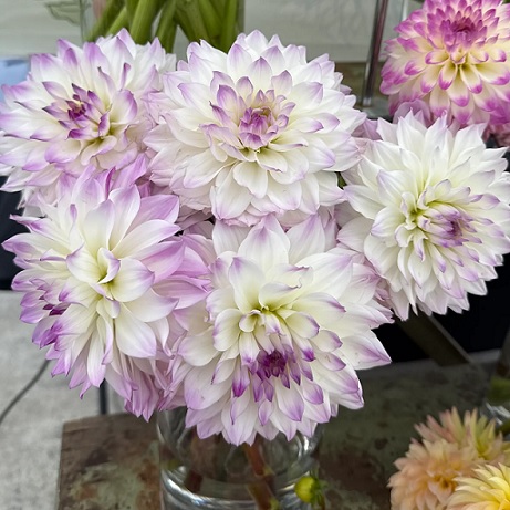 Dahlia_hortensis_Lubega_Power_White_Lilac_Frost_1