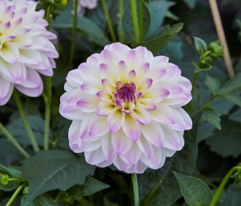 Dahlia_hortensis_Lubega_Power_White_Lilac_Frost_2