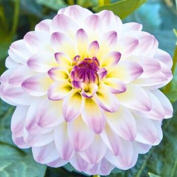 Dahlia_hortensis_Lubega_Power_White_Lilac_Frost_3