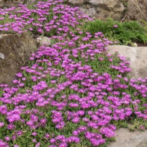 Delosperma cultivars suntropics purple