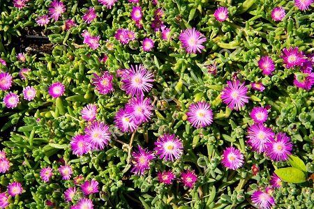 Delosperma_cultivars_suntropics_purple_1