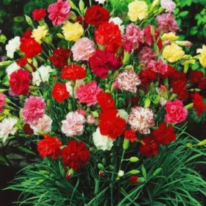 Dianthus caryophyllus lilipot mix