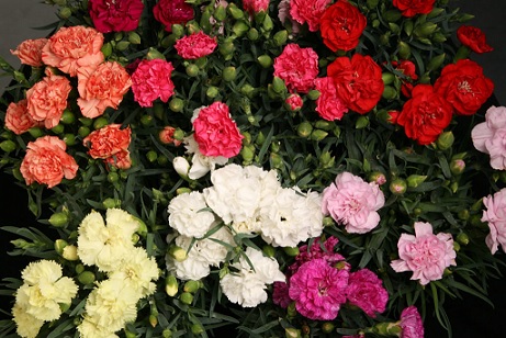 Dianthus_caryophyllus_lilipot_mix_1