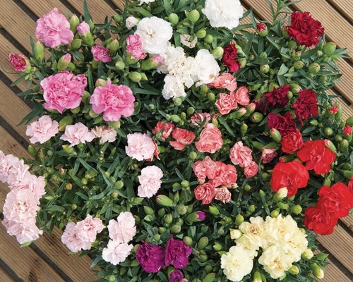 Dianthus_caryophyllus_lilipot_mix_2