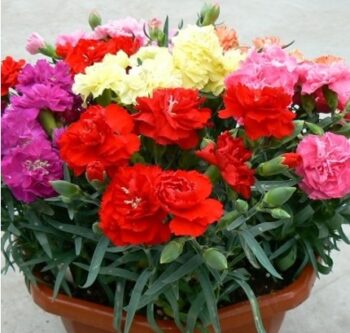 Dianthus_caryophyllus_lilipot_mix_3