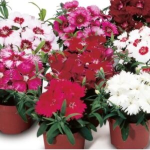 Dianthus chinensis clarion mix