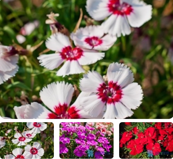 Dianthus_chinensis_clarion_mix_1