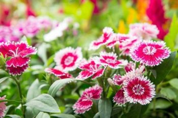 Dianthus_chinensis_clarion_mix_2