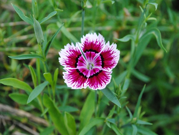 Dianthus_chinensis_clarion_mix_3