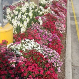 Dianthus chinensis telstar mix