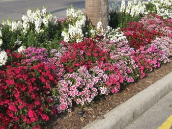 Dianthus_chinensis_telstar_mix_1