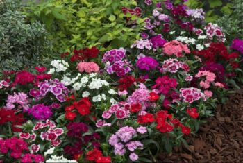 Dianthus_chinensis_telstar_mix_2