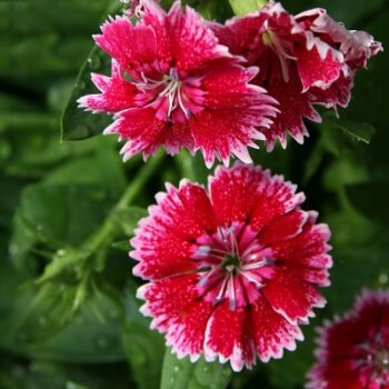 Dianthus_chinensis_telstar_mix_3
