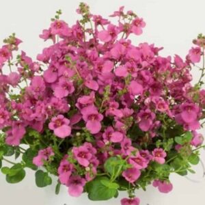 Diascia elegans - Divara® Pink