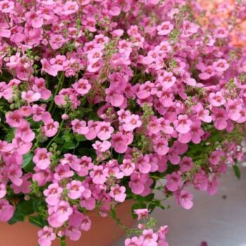 Diascia_elegans_Divara_Pink_1