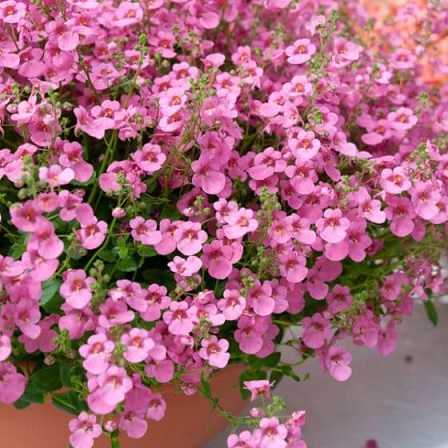 Diascia_elegans_Divara_Pink_1