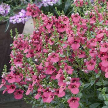 Diascia_elegans_Divara_Pink_2